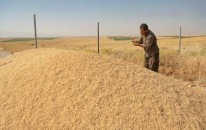 هەرێما کوردستانێ دێ 500 هزار ته‌نێن گەنمێ جۆتیاران كریت