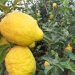 فێقیێ ترنج ل دھۆکێ ھاتە بەرھەمئینان
