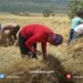 گەرمیان: ھشکە سالییێ زیان گەھاندنە 160 ھزار دونەمێن ئەردی