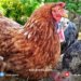 لێنانا مریشكێن خومالى ل خوارنگه‌هێن دهۆكێ دێ بیته‌ بریار