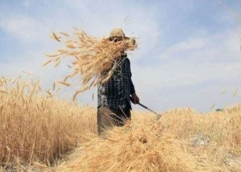 600 هزار دۆنه‌مێن ئه‌ردى ژ ئه‌گه‌رێ هشكه‌ سالییێ ناهینه‌ دروین