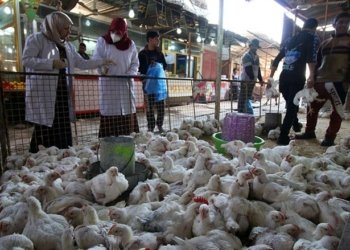 ئه‌گه‌رێ به‌لاڤبوونا ئه‌نفلۆنزا بالندان ل ئێراقێ ئاشكرا بوو  