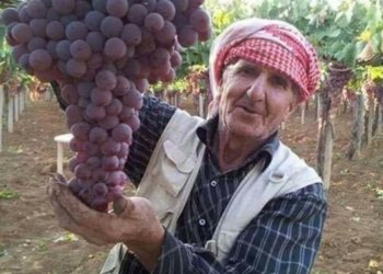 وه‌زاره‌تا چاندنێ هنده‌ك  مه‌رج بۆ به‌رهه‌مێن جوتیاران دیاردكرن