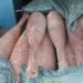 زێده‌تر ژ 200 گوله‌یێن هاونان ل زاخۆ هاتنه‌ راكرن