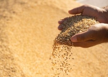 حکومەتا هەرێمێ بهایێ وەرگرتنا گەنمێ جووتیاران بۆ سالا 2025 دیارکر