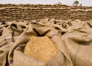 وەزارەتا بازرگانی: زێدەتر ژ 80%ێ گەنمێ جووتیارێن هەرێما كوردستانێ هاتیە وەرگرتن