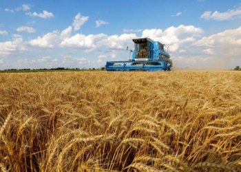 150 هزار دینار ژ بهایێ ئێك تەنا گەنمی هاتنە خوار