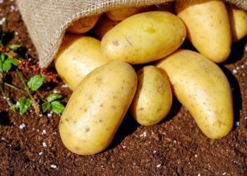 چاندنا شێخان: بارانێن هه‌یڤا سێ، 20%ـێ زیان گه‌هاندییه‌ به‌رهه‌مێ پتاتا