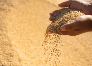 ئه‌ڤێ حه‌فتییێ دێ پاره‌یێ گه‌نمێ جووتیارێن دهۆكێ هێته‌ به‌لاڤكرن