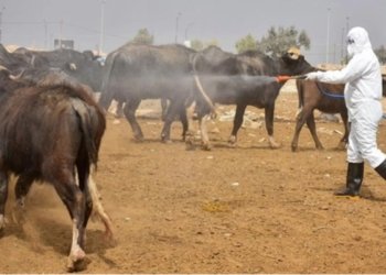 چاندنا عێراقێ: تايا خوینبەربوونێ بوویە نەخۆشییەکا جهگیر و هەردەمی